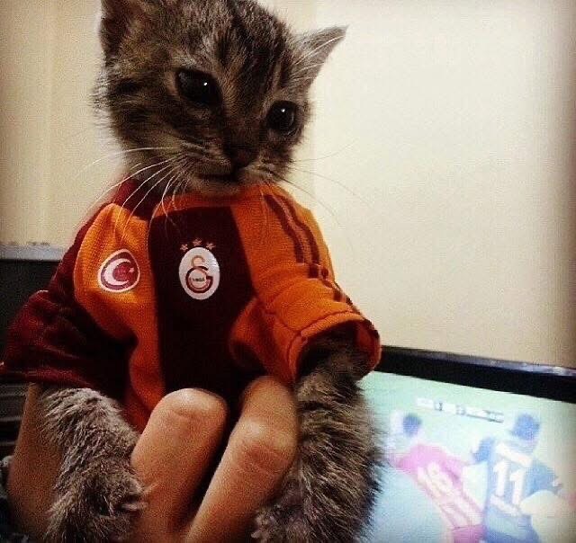 Savaş's Avatar